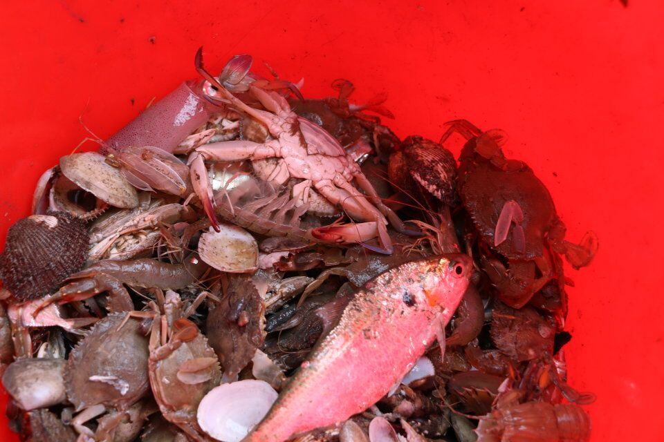 新鮮海鮮